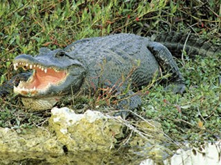 State Reptile