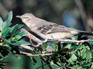 State Bird