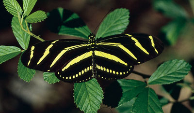 Longwing