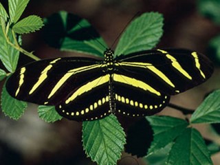 State Butterfly