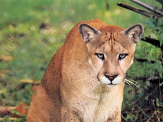 State Animal