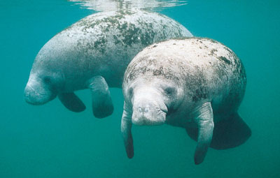 Manatee