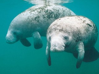 State Marine Mammal