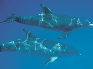 State Saltwater Mammal