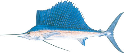 Sailfish