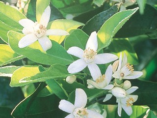 State Flower