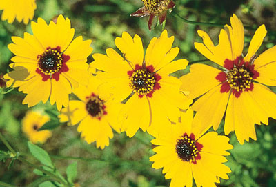 Coreopsis