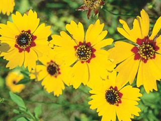 State Wildflower