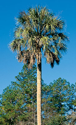 Sabal _palm